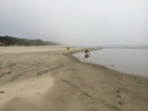 Sand and sea and golden dogs....