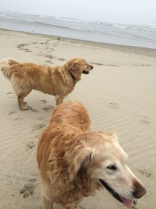 Joy in the foreground.  They are HAPPY!