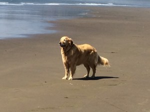 Another good picture of Shiloh.