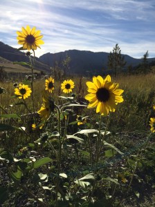 For as long as I can remember whenever I've traveled through these western states I see these flowers bobbing their heads at the side of the road.