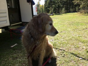 Clean dog.  Somewhat embarrassed. 