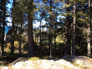 I have a picture somewhere of this same spot in June many years ago....covered in snow.  Looks like a Christmas card.