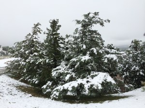 We moved across town to LazyJ's where there was more room and better views, and it costs less too!