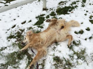 Joy enjoys rolling! :-)