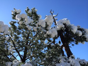 As the temperature rises into the high 30's the snow begins to fall off the trees in big blobs.  Look out below!