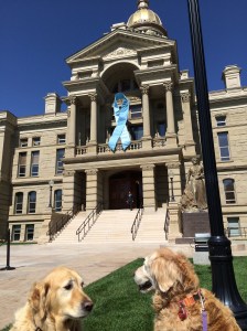 Shiloh and Joy were more impressed with all the green grass and Joy had plenty of rolls in it.