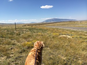 Joy wonders at it all.