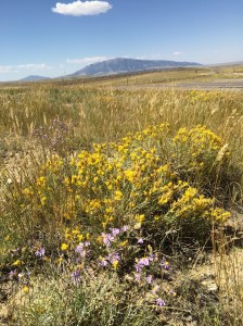 Wildflowers on the plains.