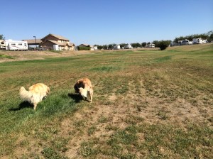 The fenced dog area in the RV park where we are now! And I'm not standing at the end when I'm taking the picture!