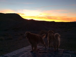 Joy and Shiloh take note