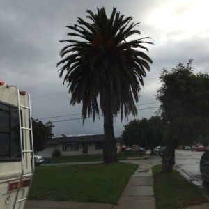 In Mary's yard...this huge palm tree.