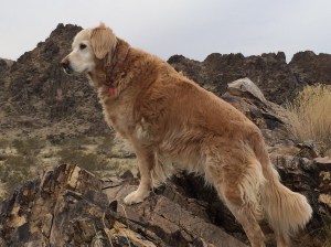 Joy is quite the climber.