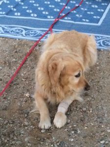 Shiloh with his left leg wrapped