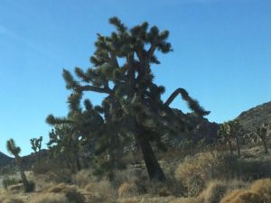 Joshua tree
