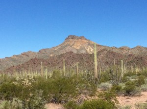Lots of Suguaro  cactus there too.  Personally, I find them the most fascinating.  What an odd life form!