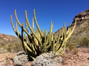 This is an Organ Pipe Cactus.  Mostly they grow in Mexico, but they start just north of the boarder.