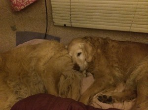 Joy finds a soft pillow...Shiloh's butt!