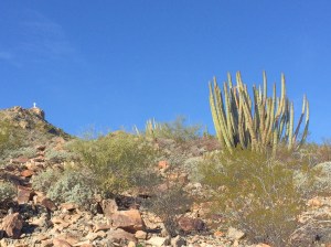 This must be 'organ pipe' cactus