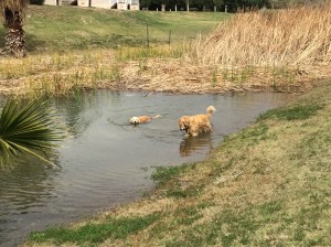 Swimming from the dog beach on a little outshoot of the Colorado River at Riviera RV Park in Blythe, CA.