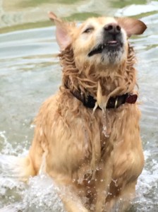 More happy! This is Shiloh. No, this is more than happy. This is esthetically happy!