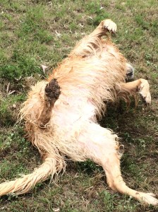 Swimming and rolling seem to be equally important. This is Joy.