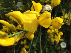 See the raindrops, still clinging to the flowers?