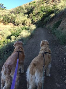 Contemplating the trail ahead.