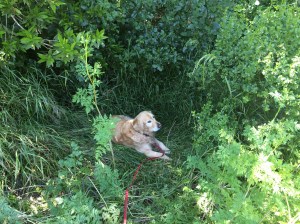 Shiloh makes a cool nest in the weeds