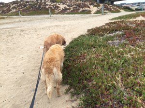 More 'roses' along the recreation trail on the way to the beach
