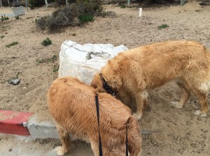 Smelling the 'roses'