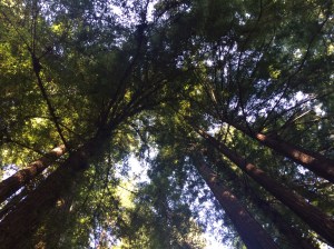 It's not like I've never seen redwood trees before.  I lived on the California coast for years.  It's just that they are one of the most majestic life forms I've ever seen.