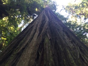 Yes, I'm your tree hugger type.  Today they hugged me back!