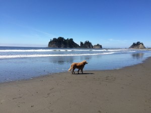 First Beach, La Push, WA