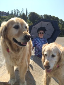 Thats Sharon holding an umbrella for the sun.  Joy and Shiloh were practicing being king of the castle on one of the agility toys.