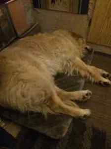 Shiloh on their floor bed.