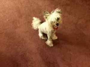 This is 11 month old Tearian.  I probably spelled his name wrong.