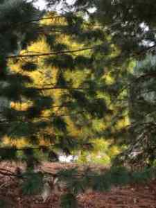 A golden tree peaking through the pines.