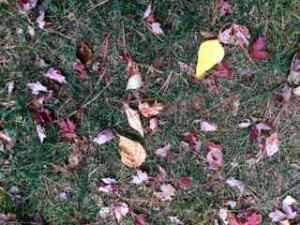 I love when the leaves carpet the ground in red and gold.