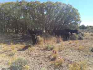 At least 15 cows here, some behind the tree and some on the other side of the road, still on their way.