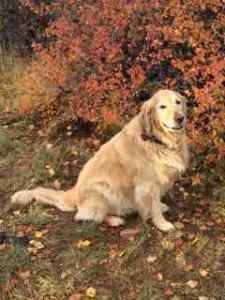 Shiloh.  He is actually a lighter color than Joy, but you'd never know it by these photos.