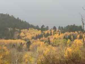 Aspen on the mountainside
