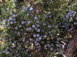 Juniper berries from a very happy Juniper Tree.