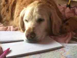 Rain causes bored dogs!