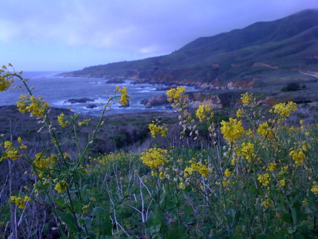 Big Sur mustard