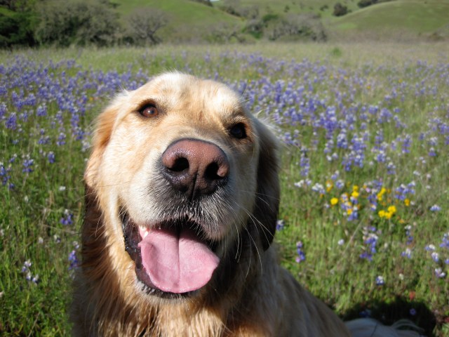 Shiloh in Lupine